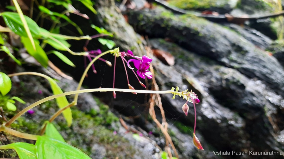 Impatiens janthina Thwaites